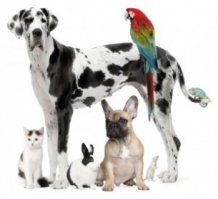 animaux